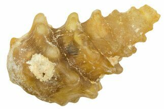 Agatized Gastropod (Cerithium?) Fossil - Morocco #371881