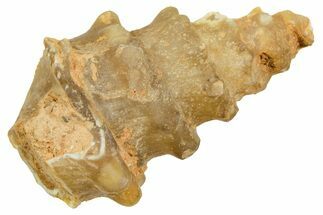 Agatized Gastropod (Cerithium?) Fossil - Morocco #371884