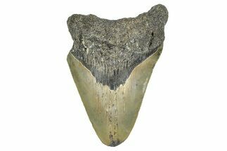 Bargain, Fossil Megalodon Tooth - North Carolina #371713