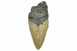 Partial, Fossil Megalodon Tooth - Serrated Blade #371719