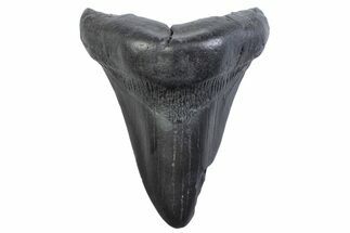 Fossil Megalodon Tooth - South Carolina #371856