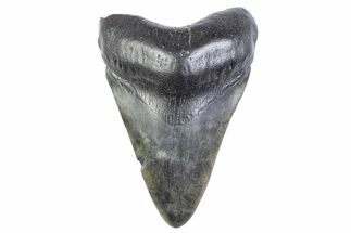 Fossil Megalodon Tooth - South Carolina #371869