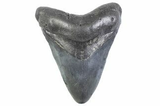 Fossil Megalodon Tooth - South Carolina #371950
