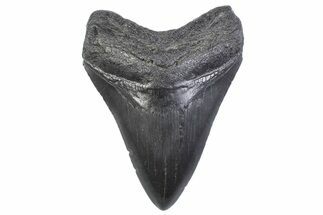 Fossil Megalodon Tooth - South Carolina #371958