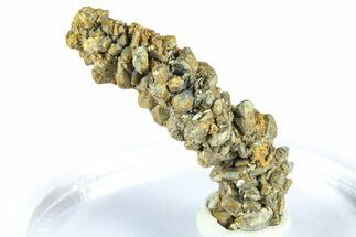 Glistening Marcasite Crystal Stalactite - Linwood Mine, Iowa #372125