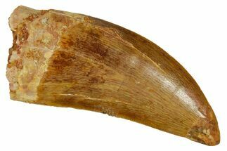 Serrated, Carcharodontosaurus Tooth - Real Dinosaur Tooth #372279