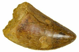 Serrated, Carcharodontosaurus Tooth - Real Dinosaur Tooth #372288