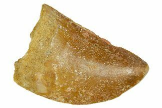 Carcharodontosaurus Tooth - Real Dinosaur Tooth #372293
