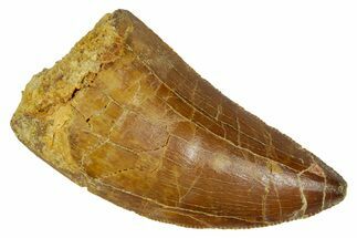 Serrated, Carcharodontosaurus Tooth - Real Dinosaur Tooth #372302