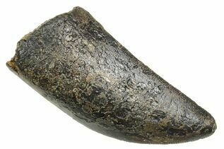 Dinosaur Teeth For Sale