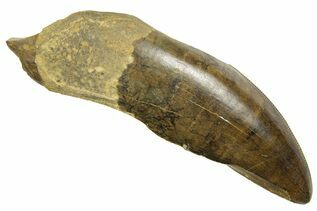 Dinosaur Teeth For Sale