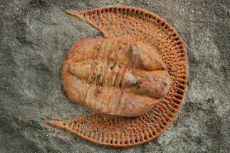 Orange Trinucleid Trilobite (Declivolithus) - Mecissi, Morocco #372369