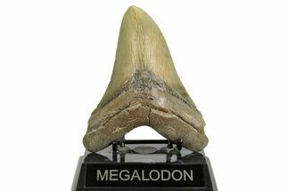 Serrated, Fossil Megalodon Tooth - North Carolina #372377