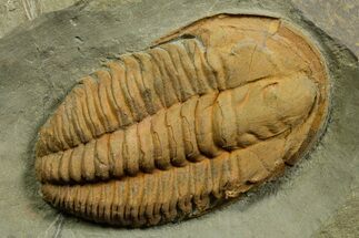 Middle Cambrian Hamatolenus Trilobite - Tinjdad, Morocco #372410