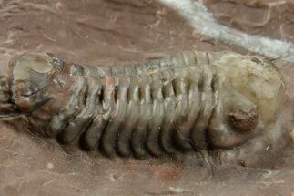 Colorful Austerops Trilobite Fossil - Jorf, Morocco #372418