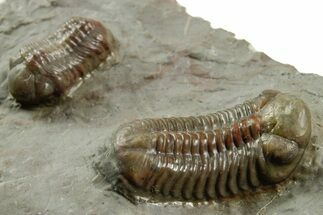 Two Colorful Austerops Trilobites - Jorf, Morocco #372419