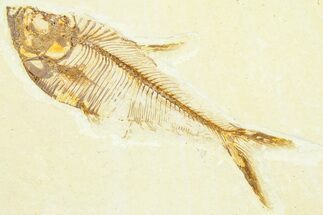 Detailed Fossil Fish (Diplomystus) - Wyoming #372294