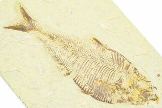 Detailed Fossil Fish (Diplomystus) - Wyoming #372311
