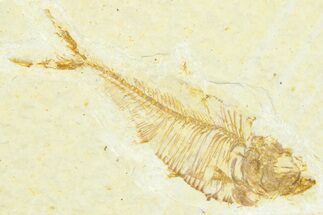 Bargain, Fossil Fish (Diplomystus) - Wyoming #372318
