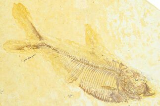 Detailed Fossil Fish (Diplomystus) - Wyoming #372322