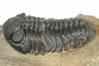 Phacopid (Morocops) Trilobite - Foum Zguid, Morocco #372429