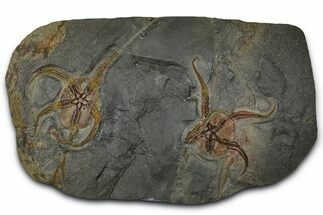 Two, Huge Ordovician Brittle Stars (Ophiura) - Morocco #372459