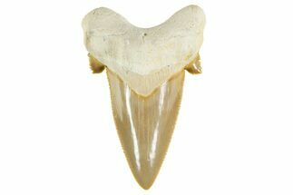Serrated Sokolovi (Auriculatus) Shark Tooth - Top Quality #372461
