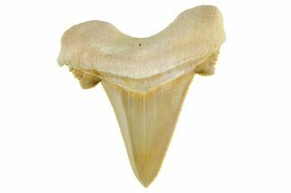 Serrated Sokolovi (Auriculatus) Shark Tooth - Top Quality #372462