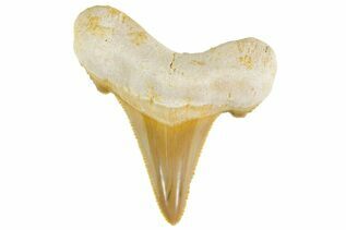 Fossil Shark Teeth For Sale