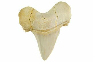 Serrated Sokolovi (Auriculatus) Shark Tooth - Dakhla, Morocco #372466
