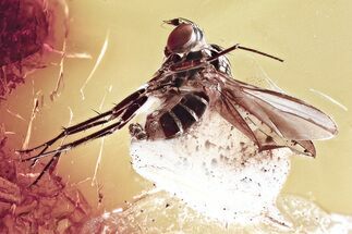 Detailed Fossil Long-Legged Fly (Dolichopodidae) in Baltic Amber #372495