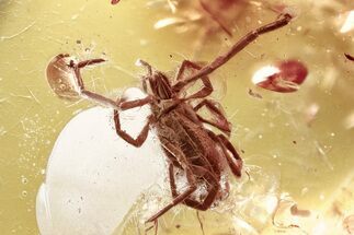 Detailed Fossil Mite (Acari) Fossil in Baltic Amber - Rare Genus #372497