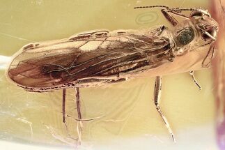 Detailed Fossil Spring Stonefly (Nemouridae) In Baltic Amber #372482