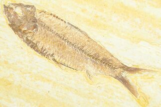 Detailed Fossil Fish (Knightia) - Wyoming #372330