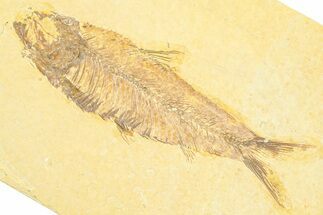 Detailed Fossil Fish (Knightia) - Wyoming #372336