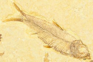 Detailed Fossil Fish (Knightia) - Wyoming #372344