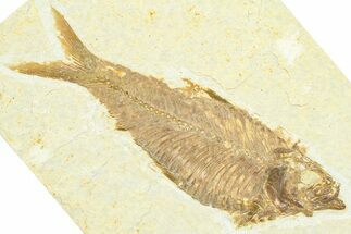 Detailed Fossil Fish (Knightia) - Wyoming #372350