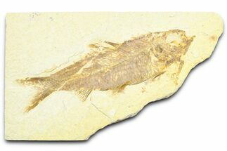 Detailed Fossil Fish (Knightia) - Wyoming #372354