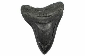 Bargain, Fossil Megalodon Tooth - South Carolina #372380