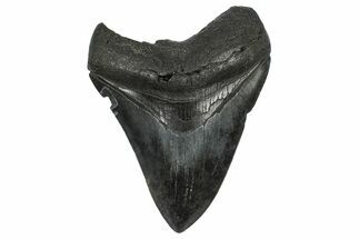 Fossil Megalodon Tooth - South Carolina #372384