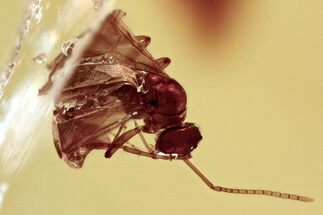 Fossil Winged Ant (Formicidae) In Baltic Amber #372510