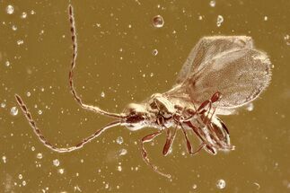 Detailed Fossil Parasitoid Wasp (Diapriidae) In Baltic Amber #372516
