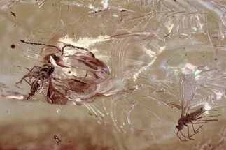 Fossil Wasp (Megaspilidae) and Gall Midge In Baltic Amber #372517