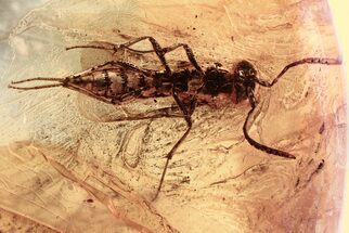 Detailed Fossil Wasp (Electroteleia) in Baltic Amber #372520