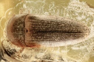 Detailed Fossil False Click Beetle (Throscidae) in Baltic Amber #372524