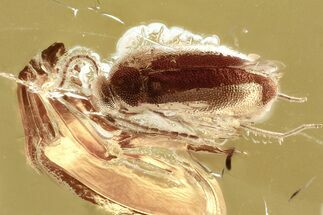 Detailed Fossil False Flower Beetle (Scraptiidae) in Baltic Amber #372532