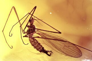 Detailed Fossil Crane Fly (Limoniidae) In Baltic Amber #372549