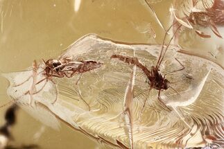 Fossil Midges (Chironomidae) In Baltic Amber - Mate Guard #372559