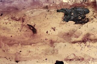 Fossil Aphid Exuvia and Two True Midges In Baltic Amber #372571