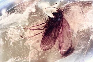 Detailed Fossil Caddisfly (Trichoptera) In Baltic Amber #372578